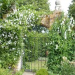 garden-gate White Garden Gateway framed with clematis and white everlasting sweetpea