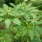 paris-herb The striking Herb Paris growing beneath the hazels in the Nuttery