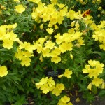 yellow-flower The compact Oenothera 'Yellow River' in the Cottage Garden