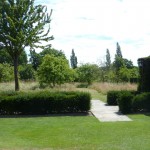 yew-hedge-disease A view has temporarily opened up from the second Courtyard Garden into the Orchard because part of the yew hedge succumbed to disease and has had to be replaced