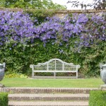 purple-clematis Spectacular Clematis 'Perle d'Azur' in the Rose Garden