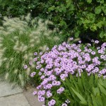 verbena Pennisetum vilosum and pink verbena