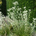 yew-hedge Eryngium eburneum looking wonderfully architectural against the yew hedge