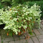 helichrysum Helichrysum Gold and the delicate Begonia sutherlandii