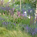 Midsummer Night's Dream