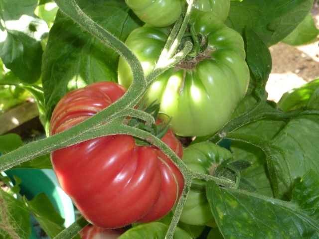 brandywine-tomatoes
