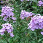 Phlox paniculata are finally flowering after a too-enthusiastic 'Chelsea chop'