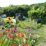 Open day at the Allotments - our Japanese neighbours decorative plot