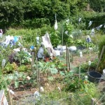 Recycling is big on this particular allotment