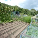 Precision leek sowing that puts the rest of us to shame
