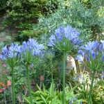 Agapanthus africanus are at their peak