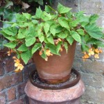 Begonia sutherlandii - one of the prettiest and most delicate and grown from corms bought on Ebay!