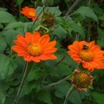 Tithonia rotundifolius