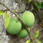 The mango size fruit of Chaenomeles cathayensis at Parham