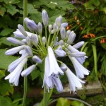 pale lavender agapanthus inapertus