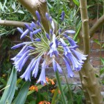 mid blue mid blue agapanthus inapertus