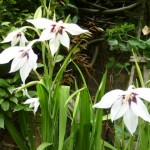 Gladiolus murielae - fragrant and elegant