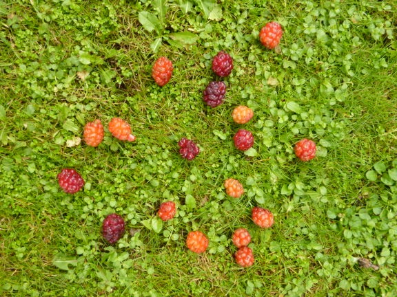mulberry