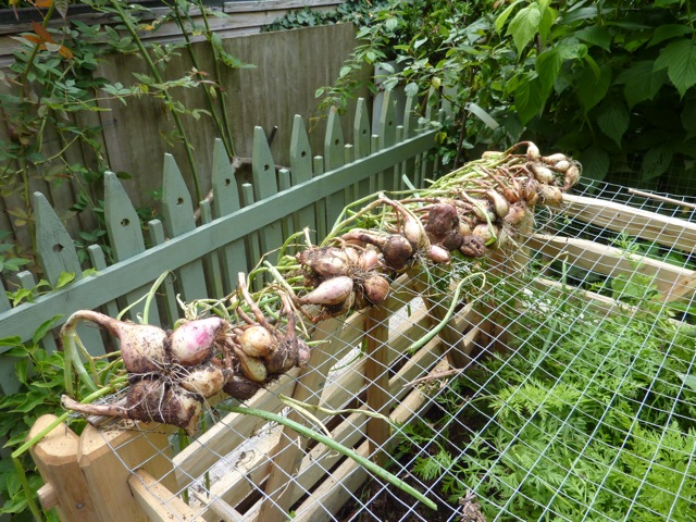shallots shallots