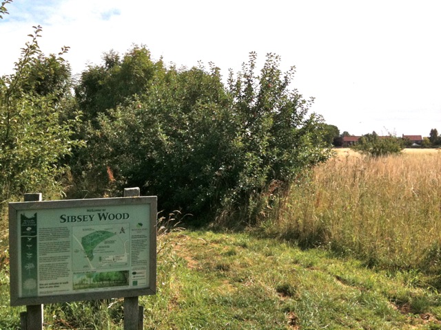 sibsey-wood sibsey-wood
