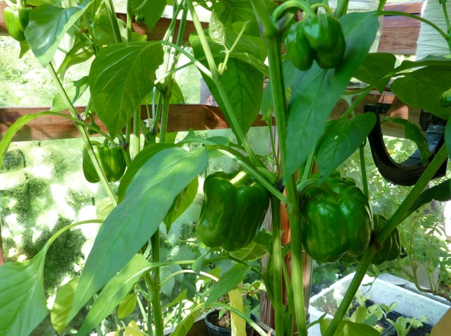 turbo-peppers