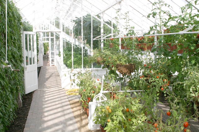 victorian-glasshouses-at-west-dean-tomatoes victorian-glasshouses-at-west-dean-tomatoes