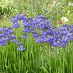 Marchants Deep Blue Agapanthus inapertus