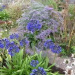Agapanthus inapertus in a border at Marchants