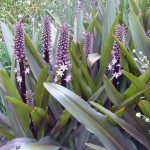 wow - just look at this architectural plant
