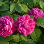 rosa Rosa de Rescht