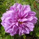 dahlias Dahlia Thomas Edison (I think)
