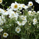 anemones Japanese Anemones