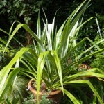astelia Astelia chatamica