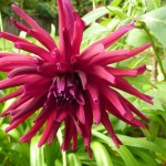 dahlia Dahlia Nuit d'Ete