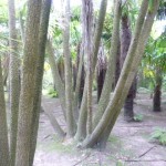 cordyline Vauville A Cordyline Grove
