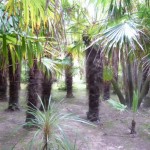 palm Vauville Palm Grove