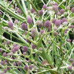eryngium Eryngium pandanifolium