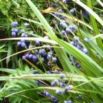 dianella Dianella tasmanica