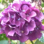hydrangea Hydrangea sanguinea on acid soil