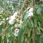eucalytus Eucalyptus flowers