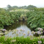 pond Vauville Lion's Mouth pond
