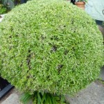 rosemary Topiary rosemary at La Bizerie