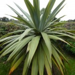 cordyline Cordyline indivisa - La Bizerie