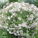 eupatorium Eupatorium ligustrinum - La Bizerie