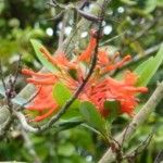 embothrium Embothrium cocciniana - La Bizerie