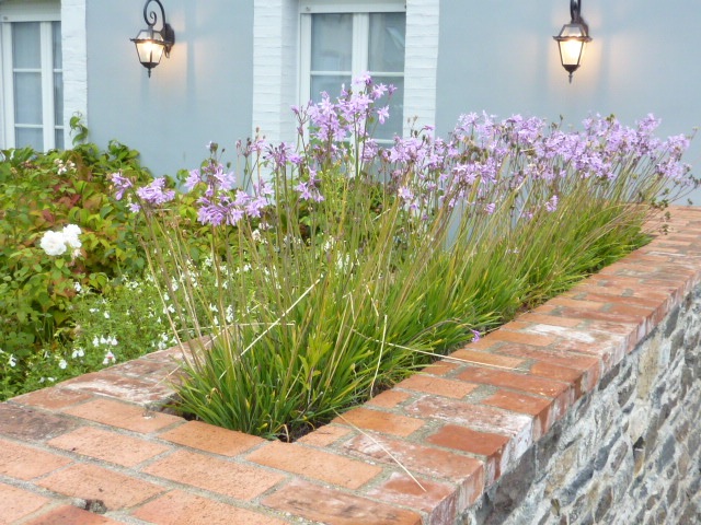 Tulbaghia in a wall-top bed