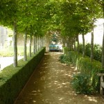 hornbeam Pleached hornbeam walk at Chateau de Brecy