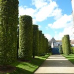 hornbeam-column Hornbeam columns at Chateau de Brecy