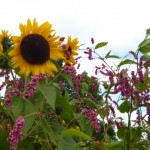 Sunflowers & persicaria in the hot garden