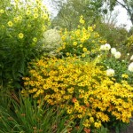 Rudbeckia goldstrum and helianthus 'lemon queen'